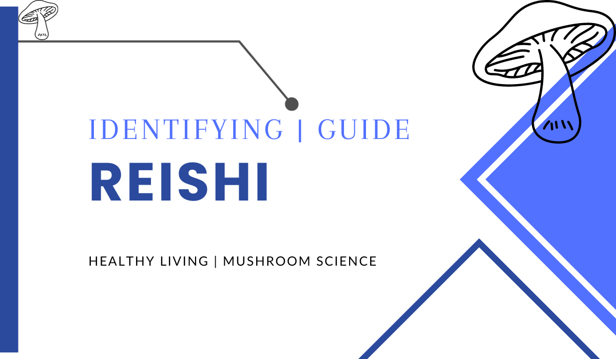 How To Identify Reishi Mushrooms (Complete Identification Guide ...